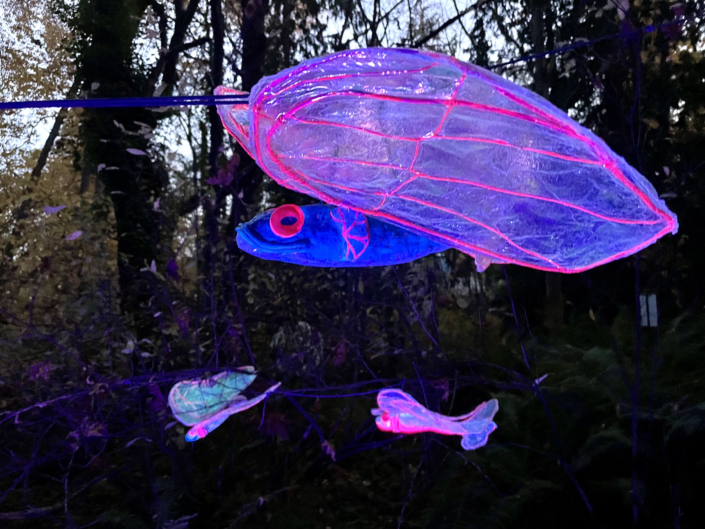 Flutterfish in UV