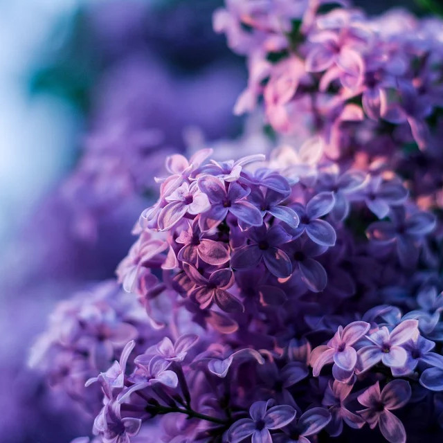 Lilac